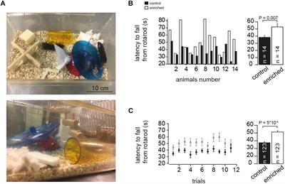 Enriched Environment Shortens the Duration of Action Potentials in Cerebellar Granule Cells